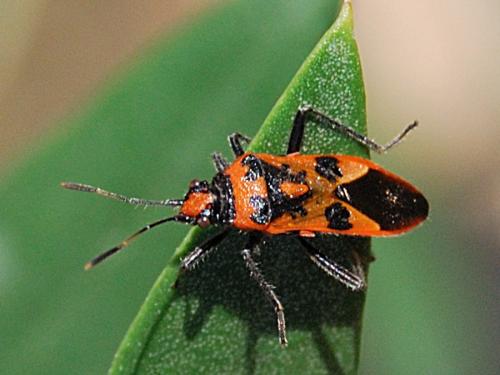 Corizus hyoscyami hyoscyami