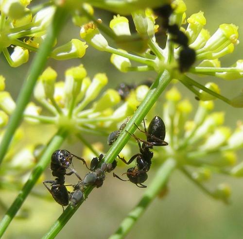 Camponotus piceus