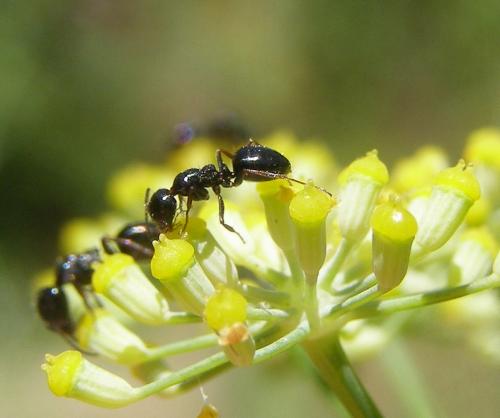 Réf. 60 520 : Camponotus piceus