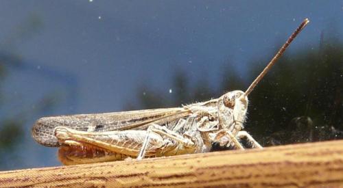 Chorthippus sp.