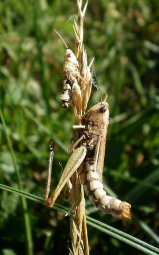 Euchorthippus declivus