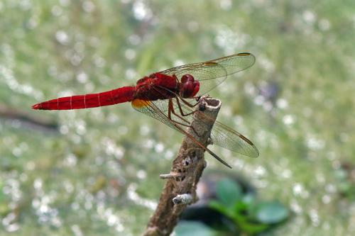 Réf. 60 335 : Crocothemis erythraea