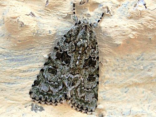 Réf. 60 279 : Nyctobrya muralis