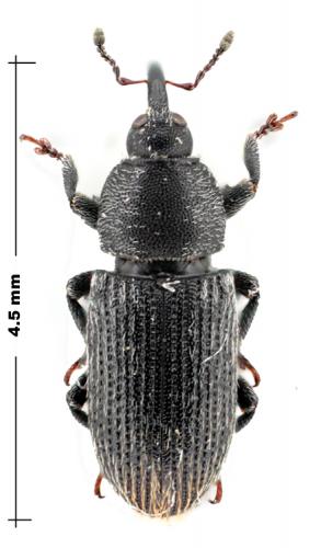 Réf. 60 392 : Mecinus pyraster
