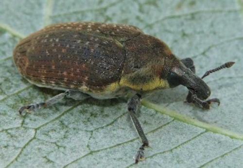 Réf. 60 589 : Larinus scolymi