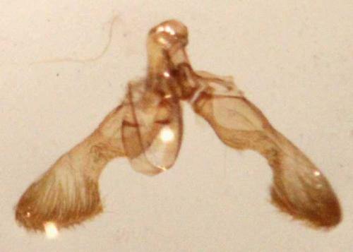 Cydia vallesiaca