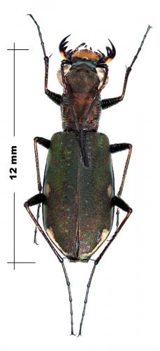 Cylindera germanica