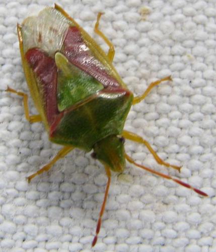 Cyphostethus tristriatus