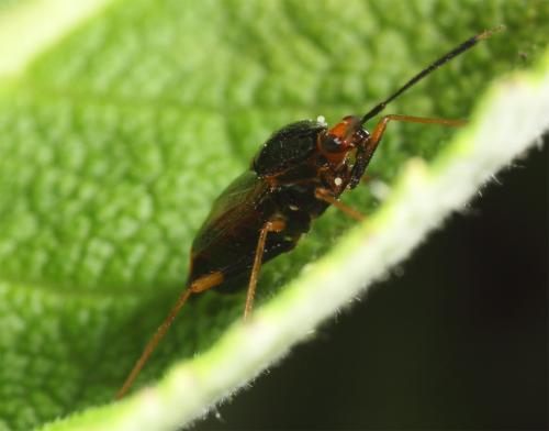 Deraeocoris sp.