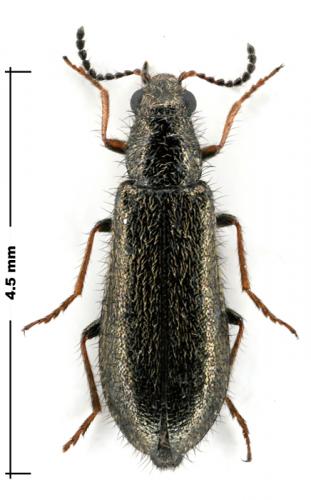 Réf. 60 372 : Dasytes plumbeus