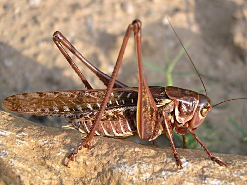 Réf. 60 005 : Decticus albifrons