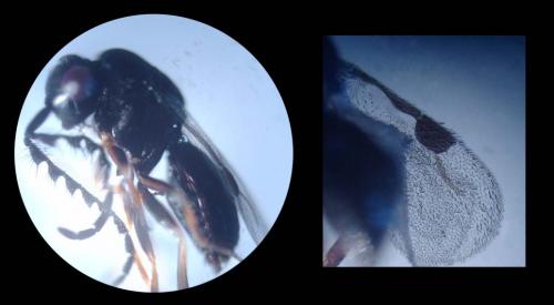 Dendrocerus sp.