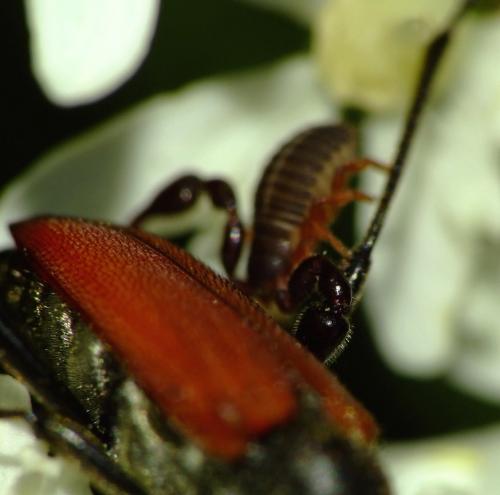 Réf. 60 452 : Dendrochernes cyrneus