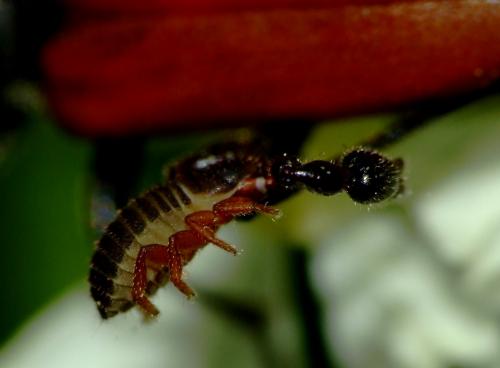 Dendrochernes cyrneus