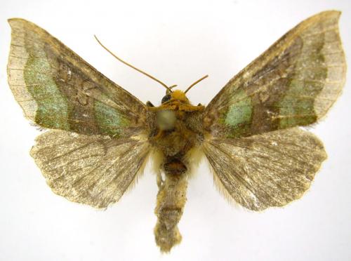 Diachrysia chrysitis
