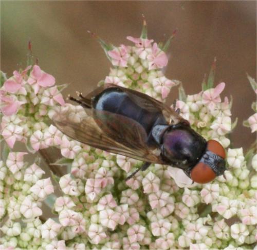 Chrysogaster solstitialis