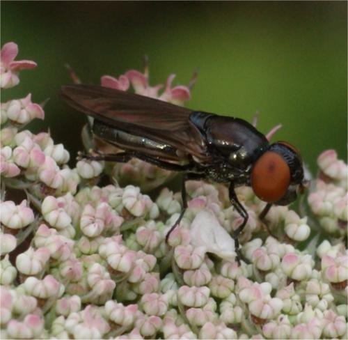 Réf. 60 801 : Chrysogaster solstitialis
