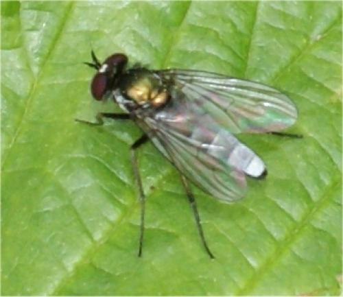 Argyra sp.