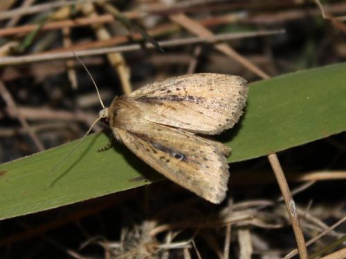 Réf. 60 742 : Archanara dissoluta