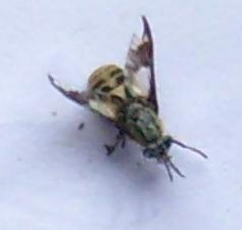 Chrysops relictus