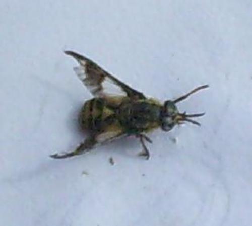 Réf. 60 841 : Chrysops relictus