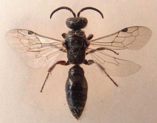 Tiphia femorata
