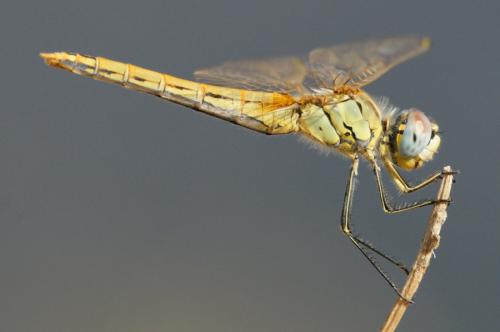 Sympetrum fonscolombii