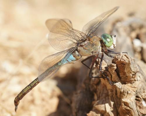Anax parthenope