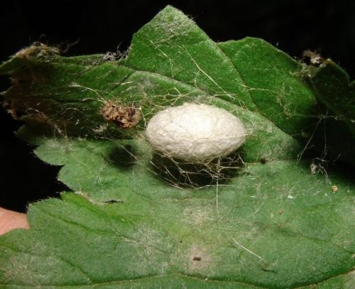Réf. 60 516 : Campopleginae inconnu