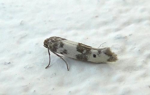 Réf. 60 225 : Enolmis acanthella