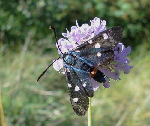 Zygaena ephialtes