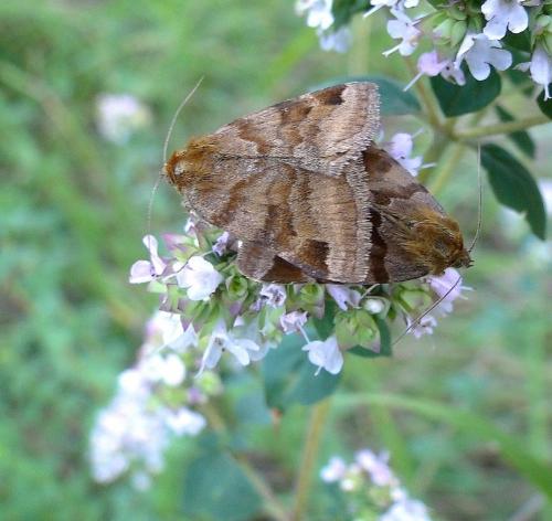 Réf. 60 112 : Euclidia glyphica