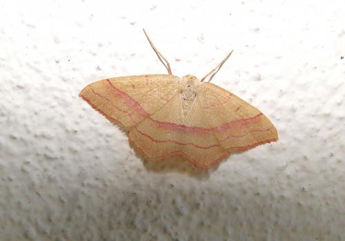 Rhodostrophia vibicaria