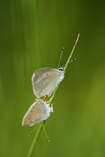 Réf. 60 538 : Cyaniris semiargus