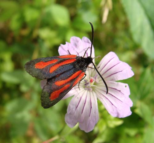 Zygaena osterodensis
