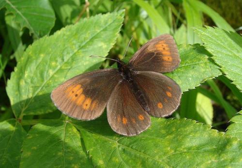 Réf. 60 387 : Erebia euryale