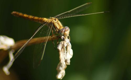 Réf. 60 509 : Orthetrum brunneum