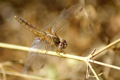 Crocothemis erythraea