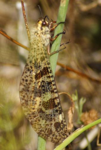 Réf. 60 533 : Palpares libelluloides