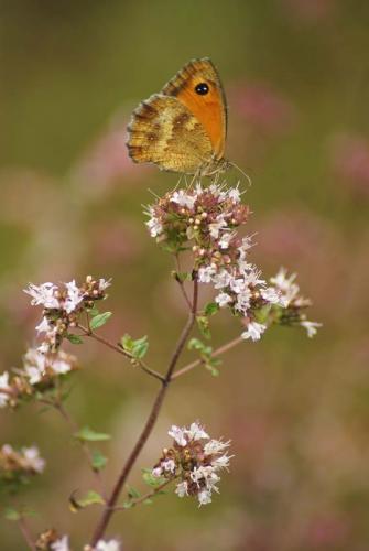 Pyronia tithonus