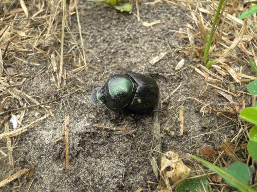 Diastellopalpus tridens scotias