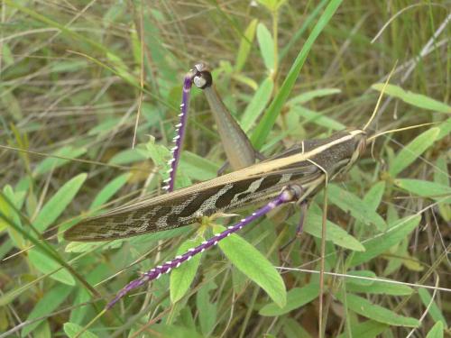 Réf. 60 470 : Ornithacris sp.