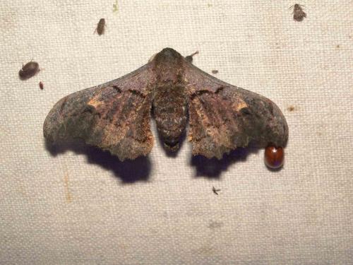 Réf. 60 151 : Micragone nenioides