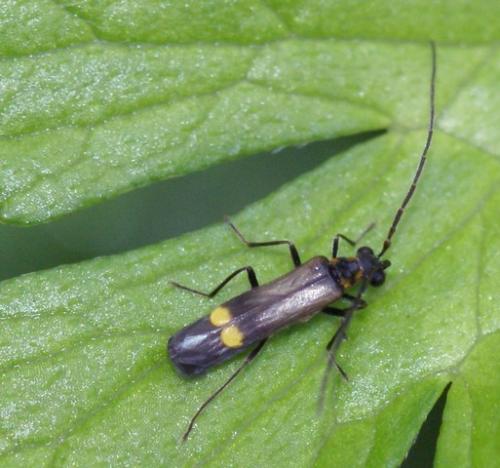 Malthodes sp.