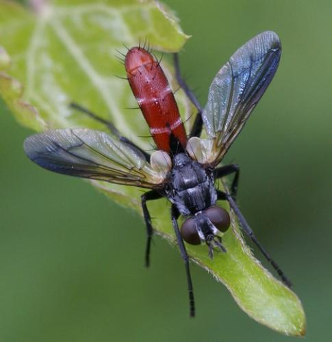 Réf. 60 133 : Cylindromyia bicolor
