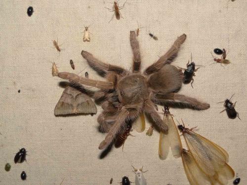 Hysterocrates sp.
