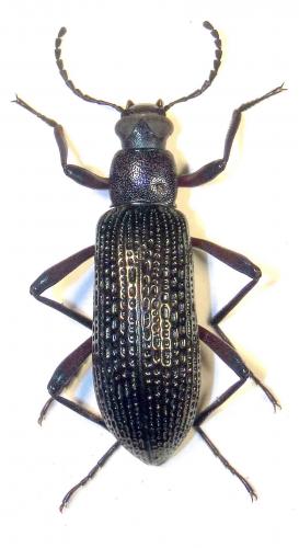 Réf. 60 089 : Strongylium cribripenne