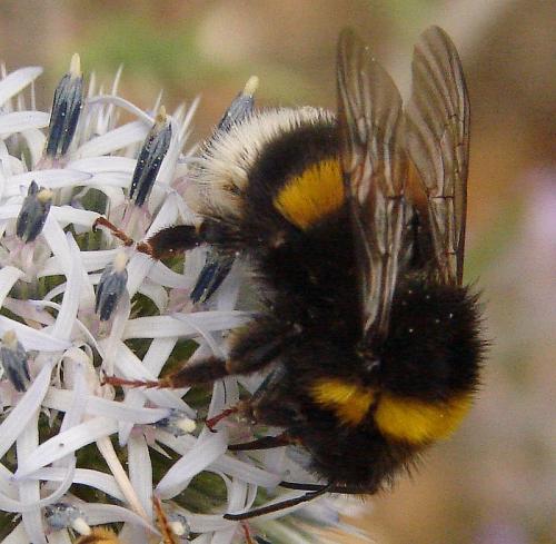 Bombus sp.