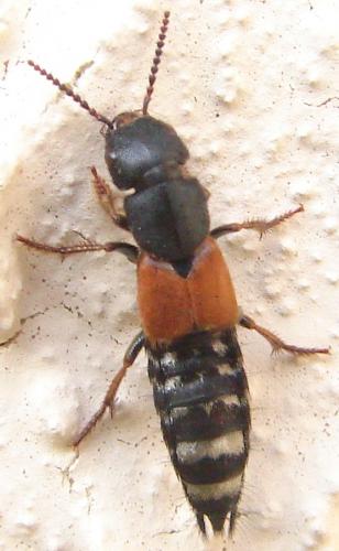 Réf. 60 327 : Platydracus stercorarius