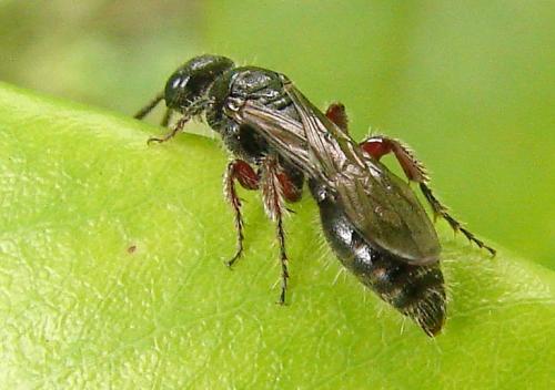 Tiphia femorata